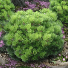 Сосна густоквіткова 'Джейн Клуіс' 